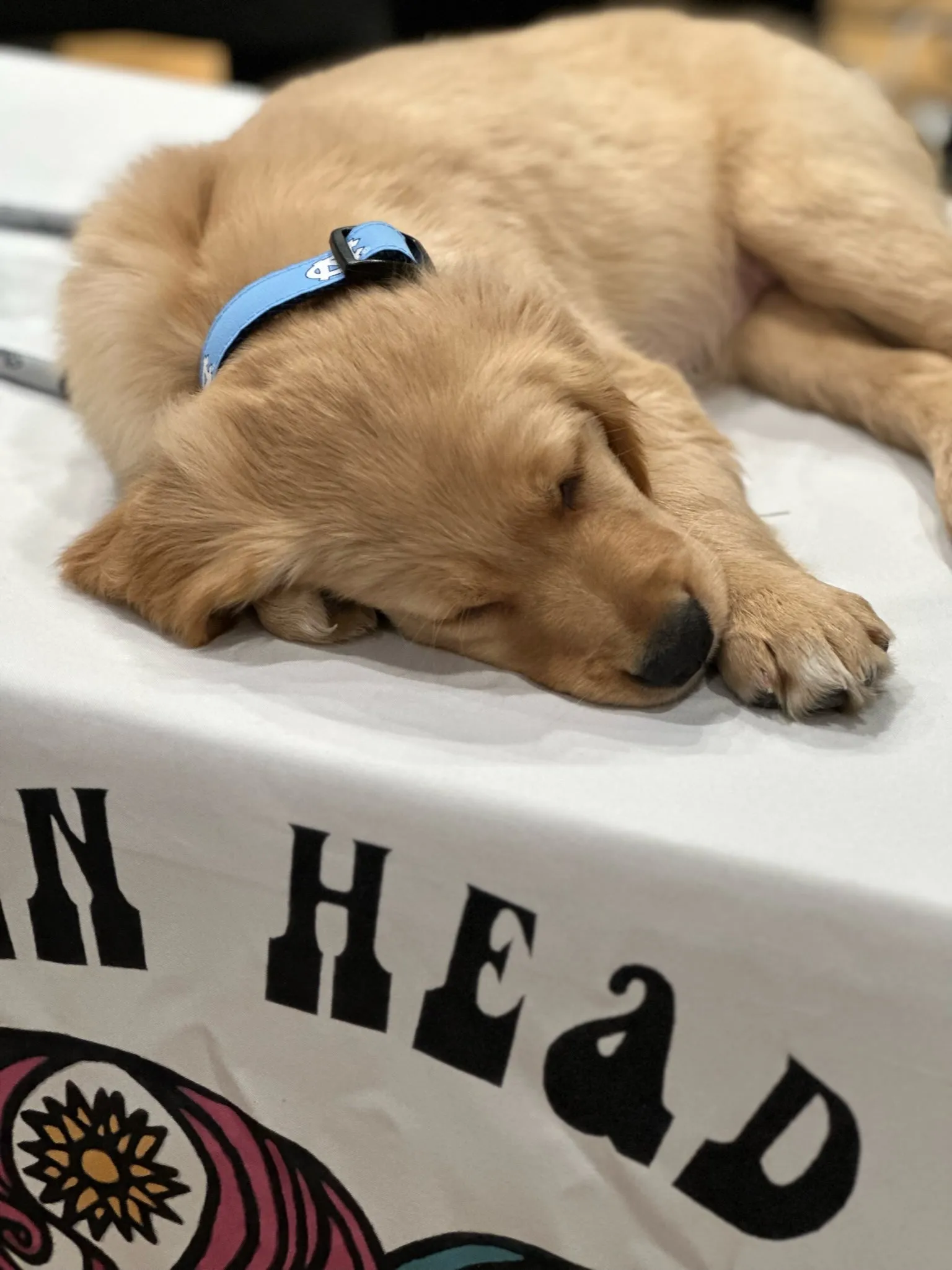 UNC Dog Collar in Carolina Blue