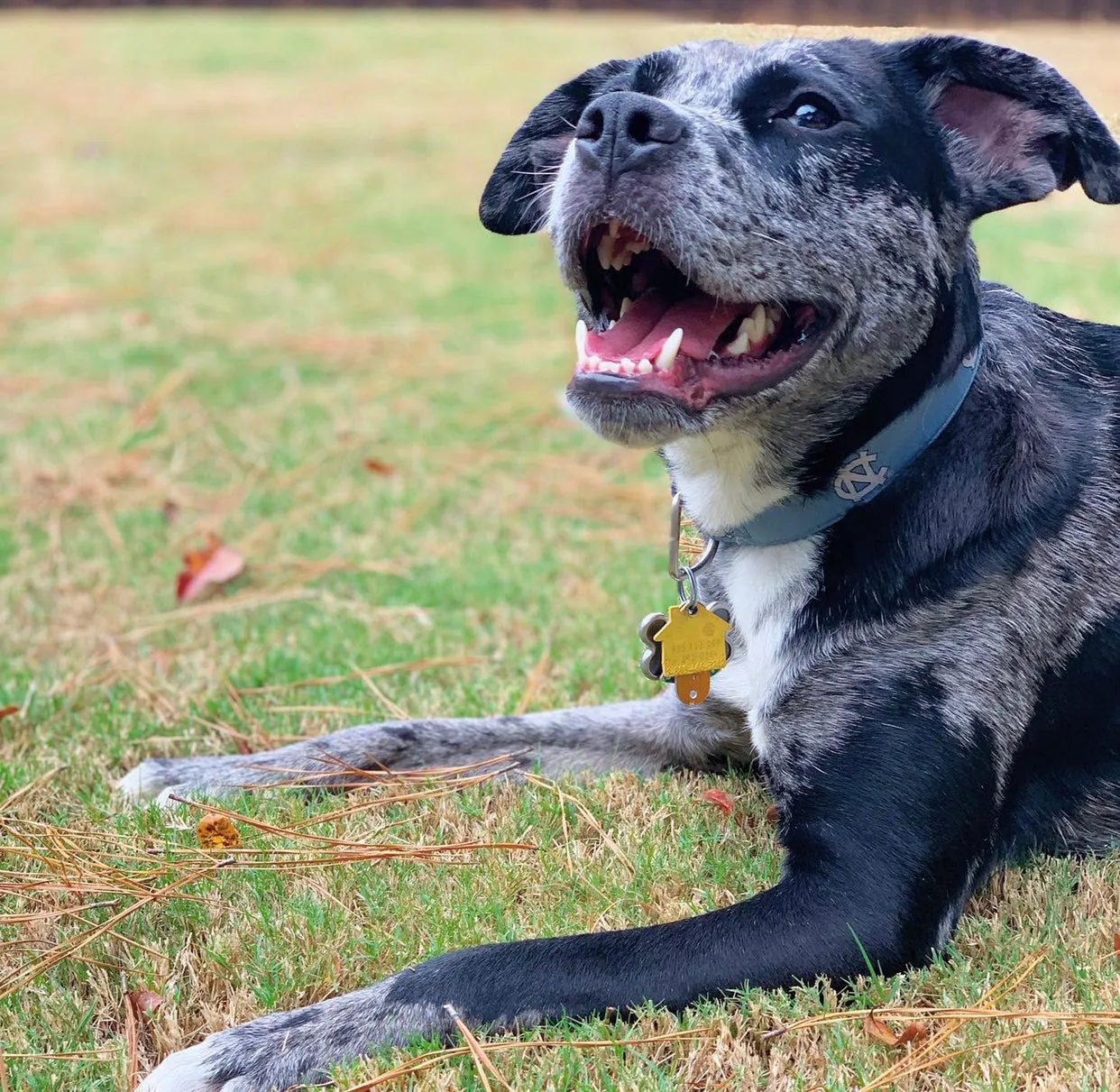 UNC Dog Collar in Carolina Blue
