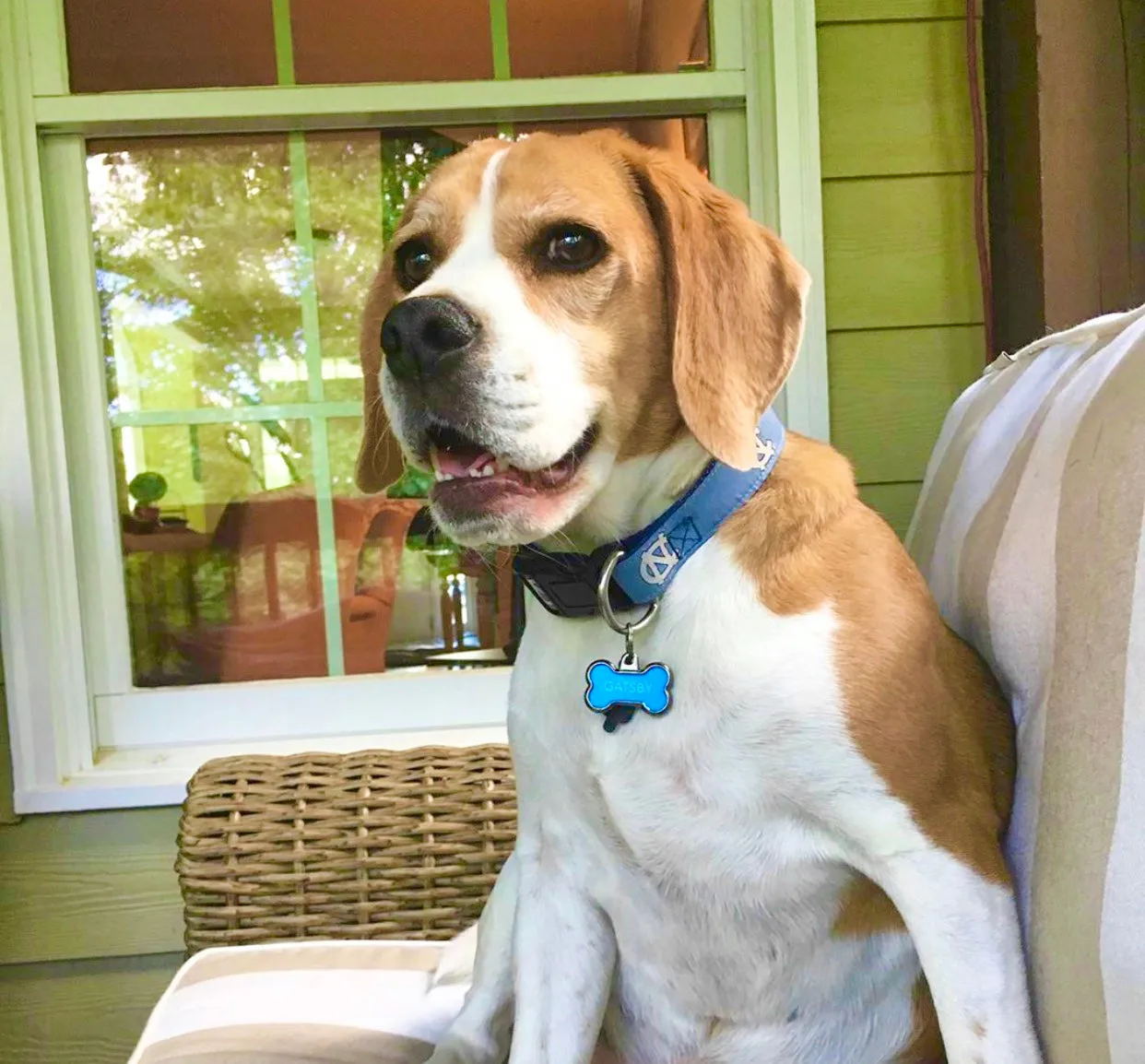 UNC Dog Collar in Carolina Blue