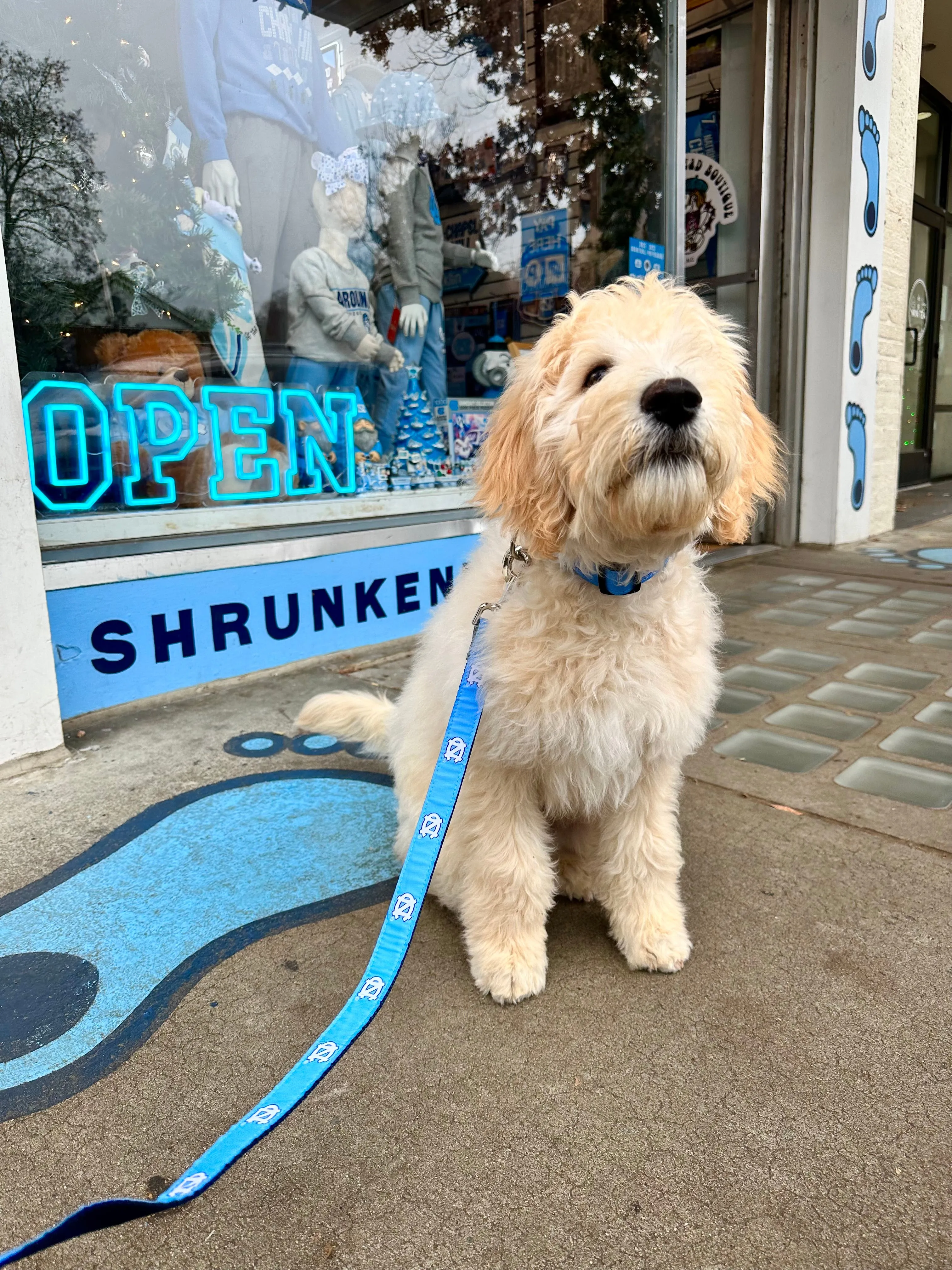 UNC Dog Collar in Carolina Blue