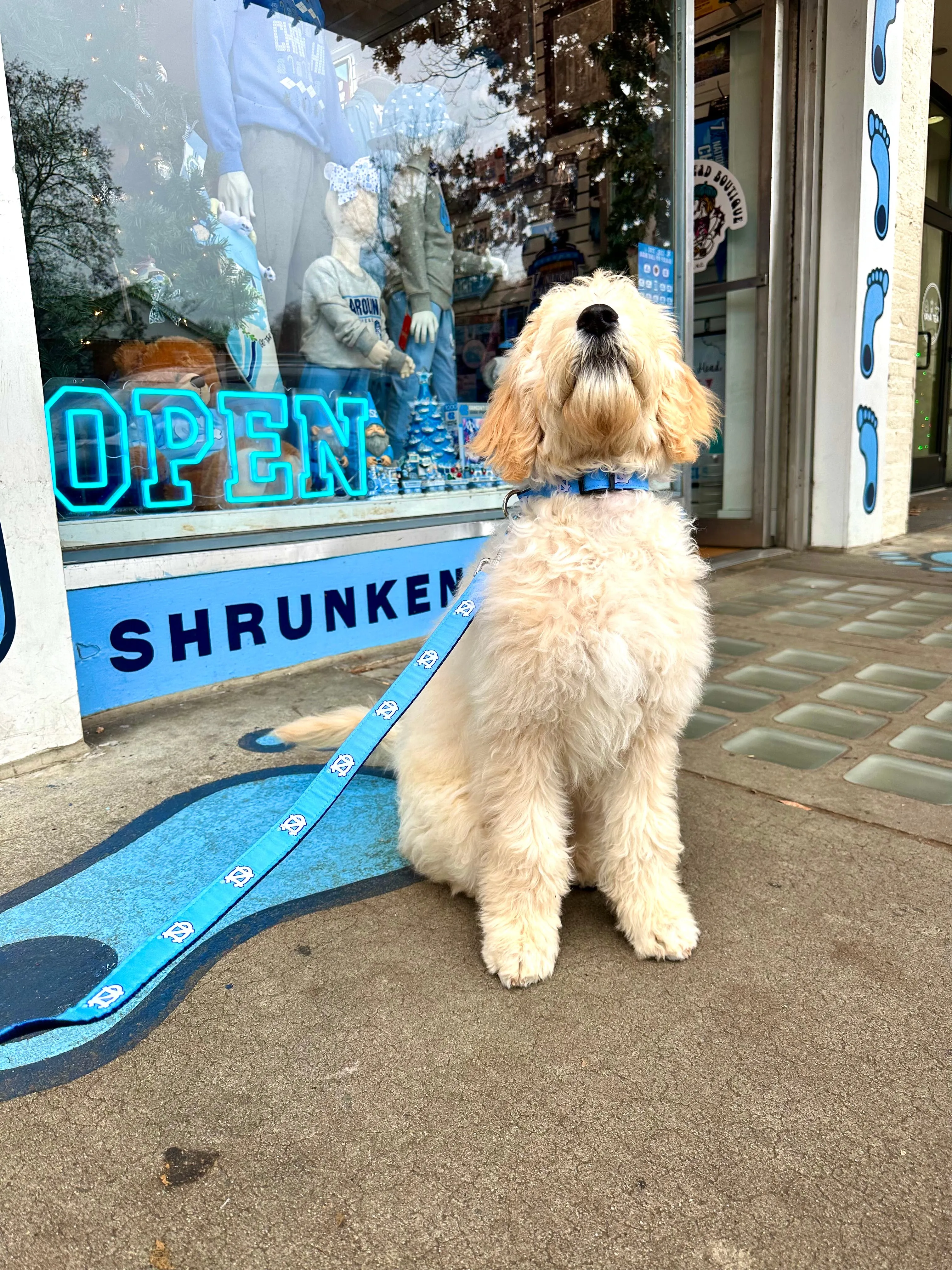 UNC Dog Collar in Carolina Blue